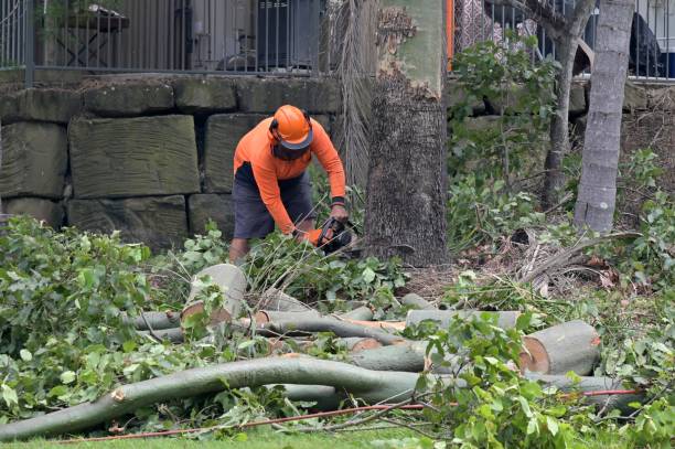 Toquerville, UT Tree Care  Company