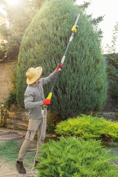 Best Tree Maintenance Programs  in Toquerville, UT